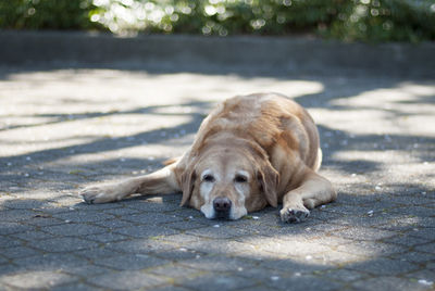 Close-up portrait of dog relaxing outdoors