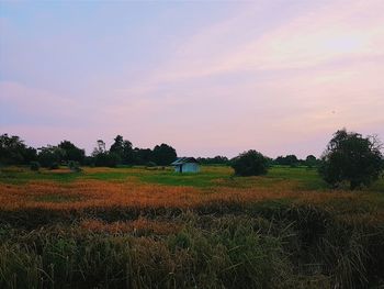 Scenic view of field against sky at sunset