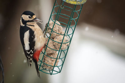 Close-up of bird perching on wood