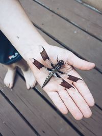 High angle view of insect on hand