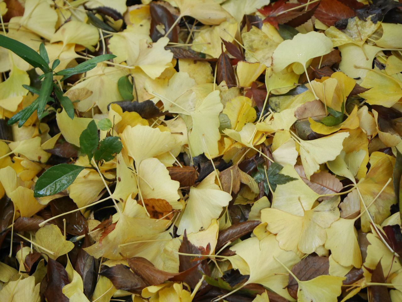 leaf, yellow, autumn, change, dry, leaves, full frame, backgrounds, no people, fragility, close-up, abundance, day, large group of objects, nature, outdoors, maple, freshness