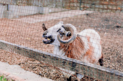 The ram walks over to the net of its paddock and gives sounds.