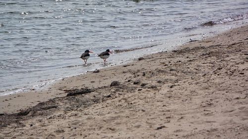 Birds walking on beach