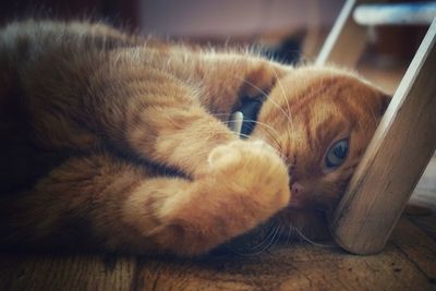 Close-up of ginger cat