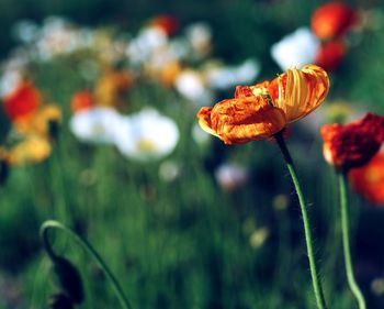 Close-up of red flower on plant