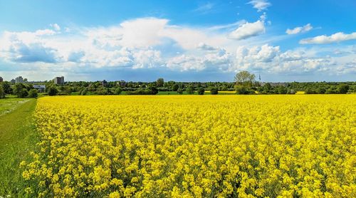 Scenic view of oilseed rape field against sky