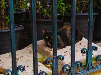 Cat lying on metal fence