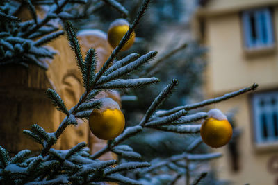 Festively decorated coniferous trees at a christmas market with yellow balls on fluffy fir branches 