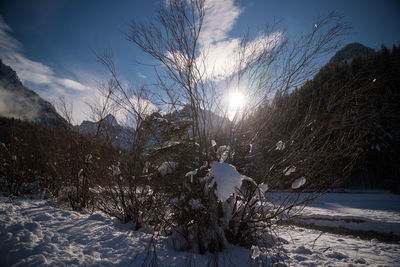 Trees on snow covered land against sky