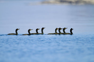 Group of shag swimming in the sea, brijuni national park