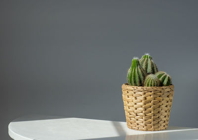 Close-up of succulent plant in basket on table against wall