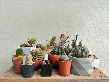 Close-up of potted plants against wall