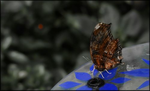 Close up of butterfly