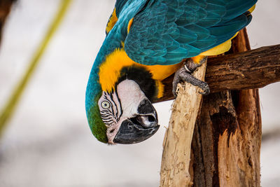 Close-up of parrot perching on wood