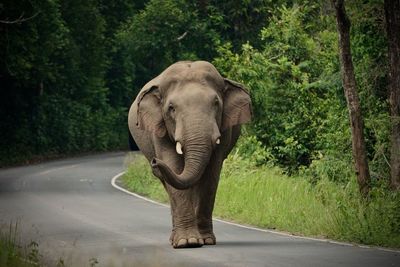 Wild asian elephant with trunk in motion walking towards camera