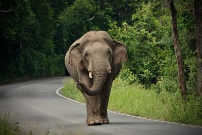 Elephant walking on road in forest