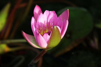 Close-up of pink water lily