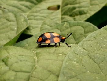 Close-up of ladybug on leaf