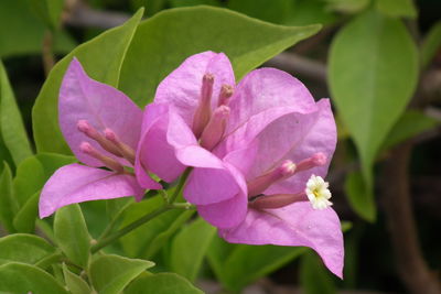 Close-up of pink flower blooming outdoors