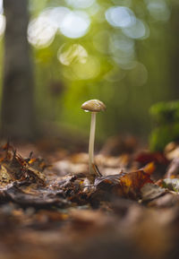 Single psilocybe mushroom growing on forest floor in early autumn