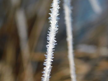 Close-up of frozen plant during winter