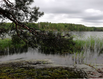 Scenic view of lake in forest against sky