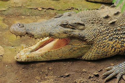 Estuarine crocodile opens it's mouth