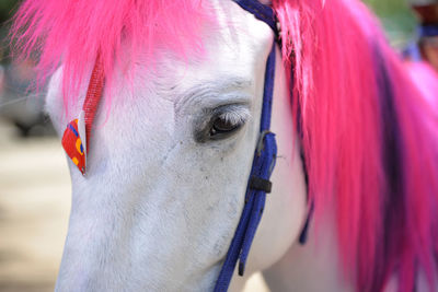 Close-up of horse