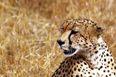 Close-up of a cat looking away