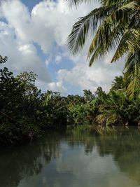 Scenic view of palm trees by plants against sky