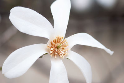 Close-up of white flowering plant