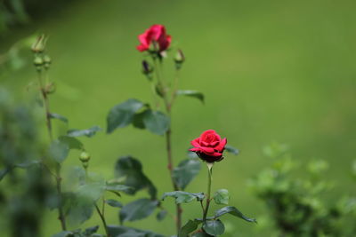 Close-up of red rose