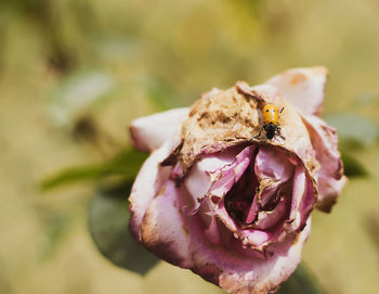Close-up of wilted rose