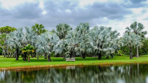 Scenic view of palm trees on field against sky