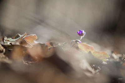 Close-up of flowers against blurred background