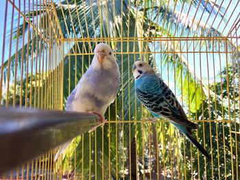 Close-up of parrot perching in cage