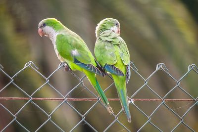 Close-up of parrot perching on leaf