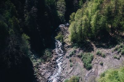 High angle view of stream amidst trees