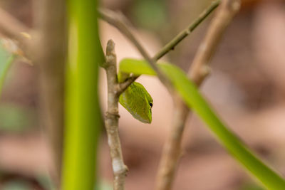 Close-up of plant growing on field