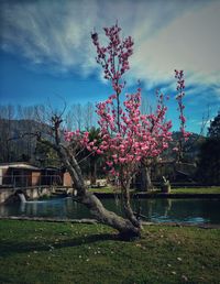 Trees in park