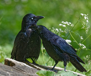 A couple of carrion crows sitting in the mornig light on a tree trunk and enjoying pair grooming