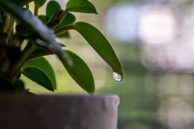 Close-up of raindrops on potted plant