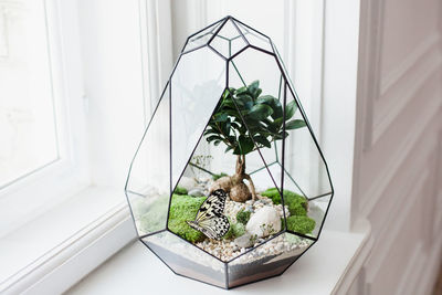 Close-up of potted plant on table at home