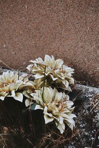 High angle view of white flowering plant on field