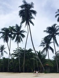 Palm trees on beach against sky