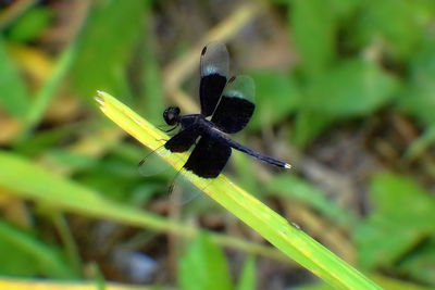 Close-up of insect on leaf