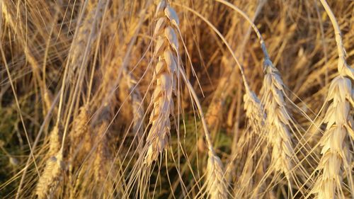 Close-up of wheat field