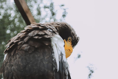 Close-up portrait of eagle