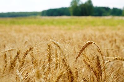 Close-up of wheat growing on field