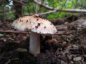 Close-up of mushroom growing on field